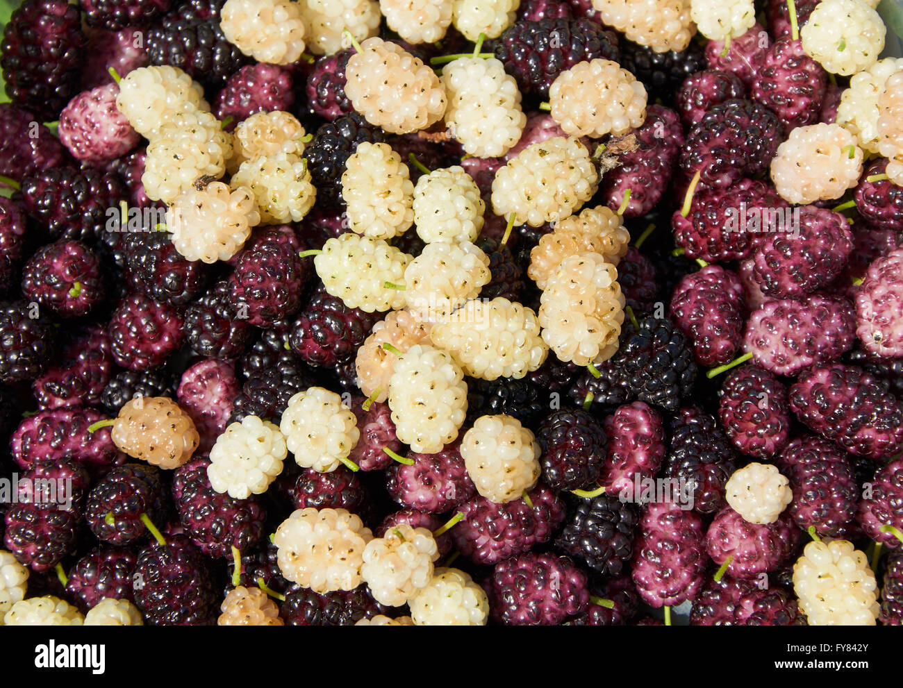 Sfondo costituito con nero, bianco e viola heap di gelso Foto Stock