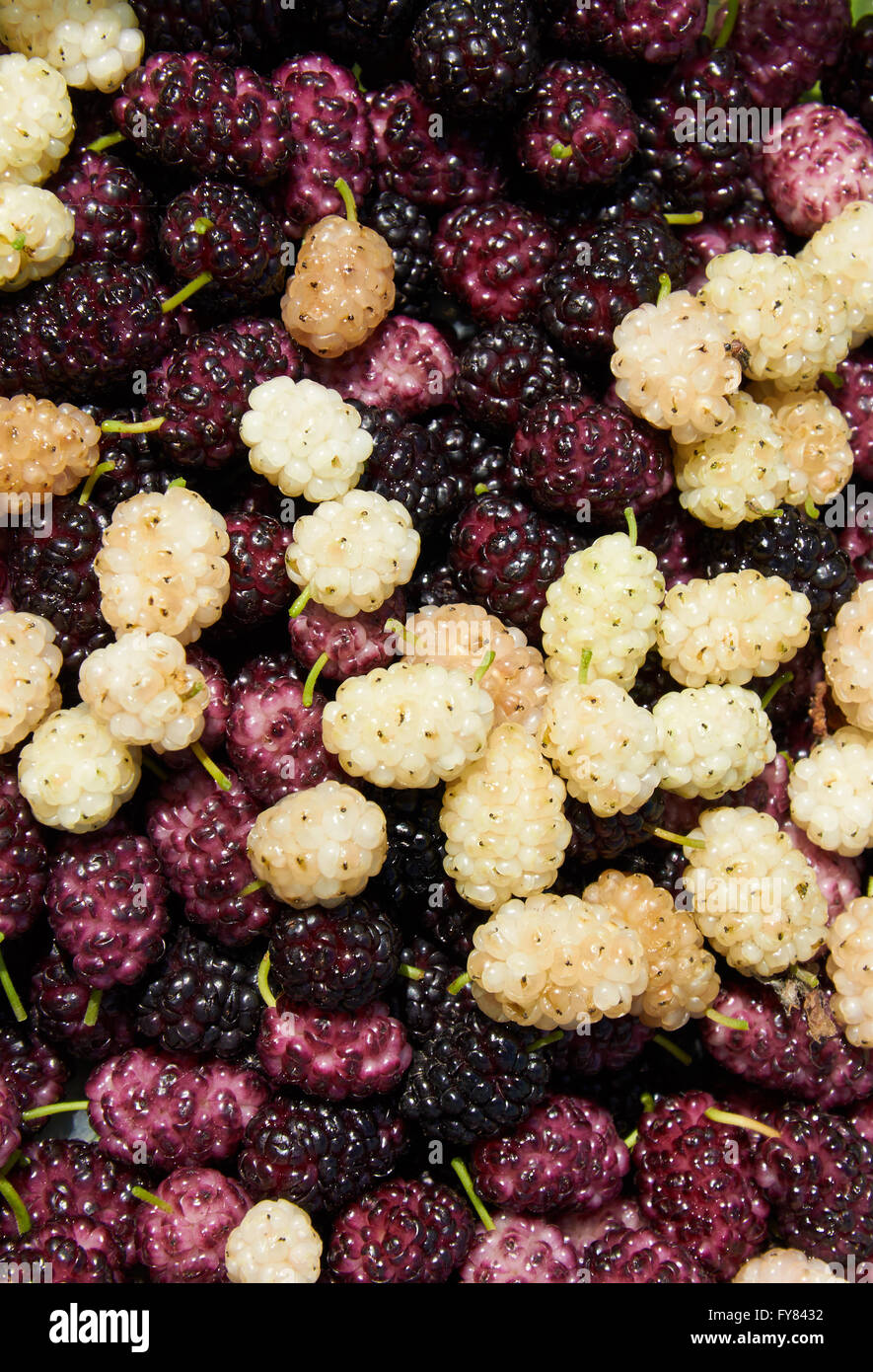 Sfondo costituito con nero, bianco e viola heap di gelso Foto Stock