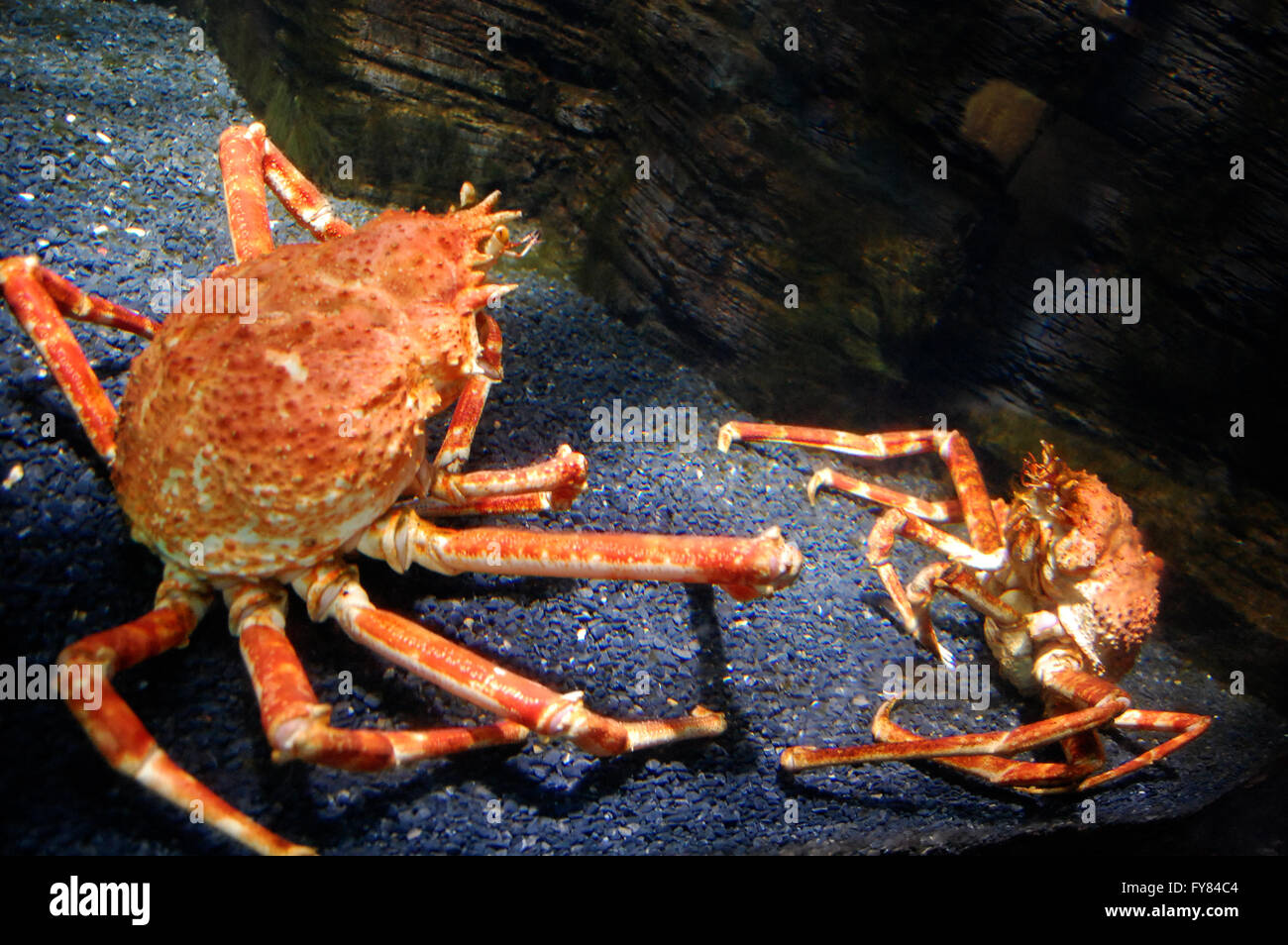 Una coppia di giapponese granseole sedere affacciati uno all'altro Foto Stock