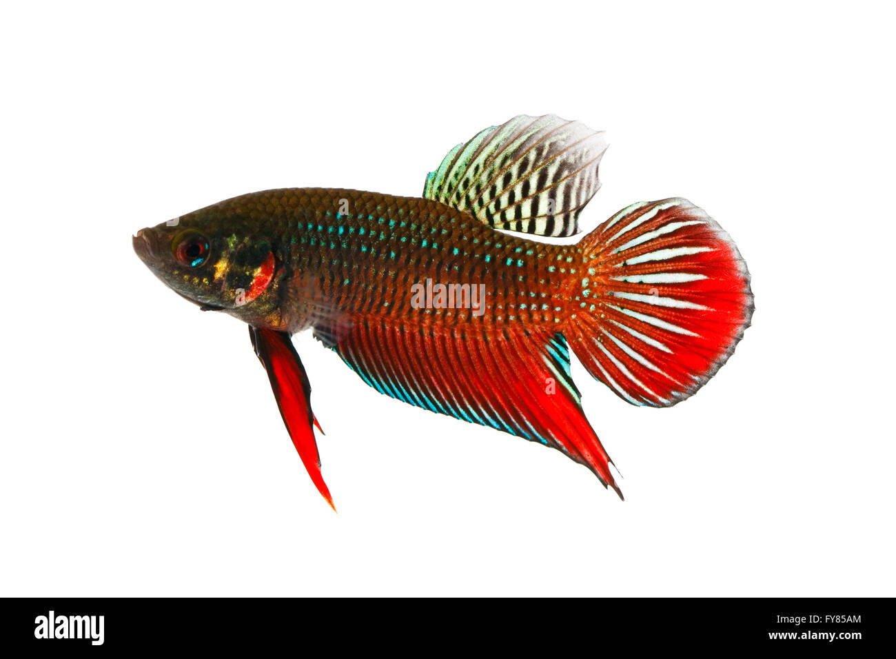Siamese pesci di combattimento su sfondo bianco Foto Stock