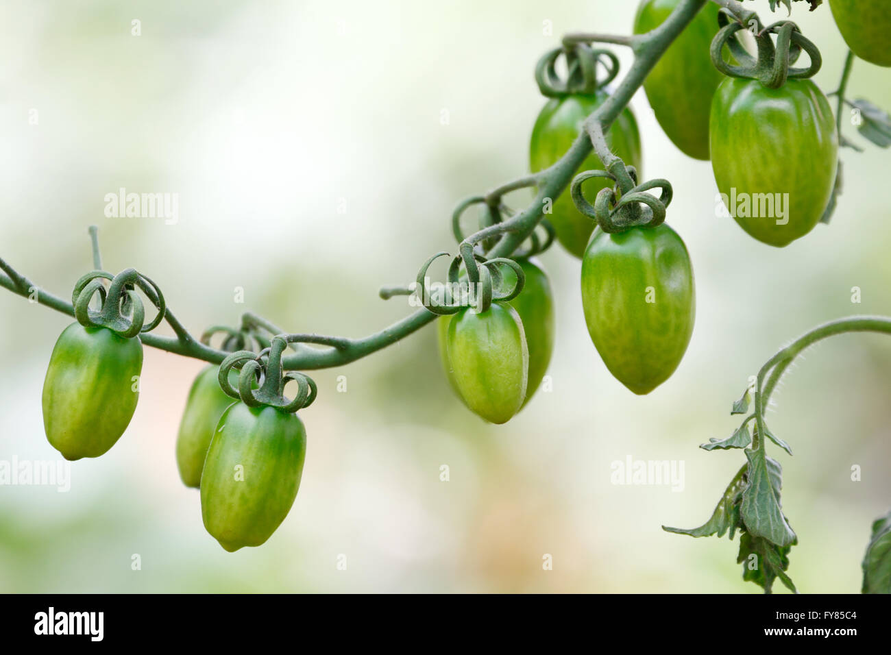 I frutti di pomodoro sulla struttura di pomodoro Foto Stock
