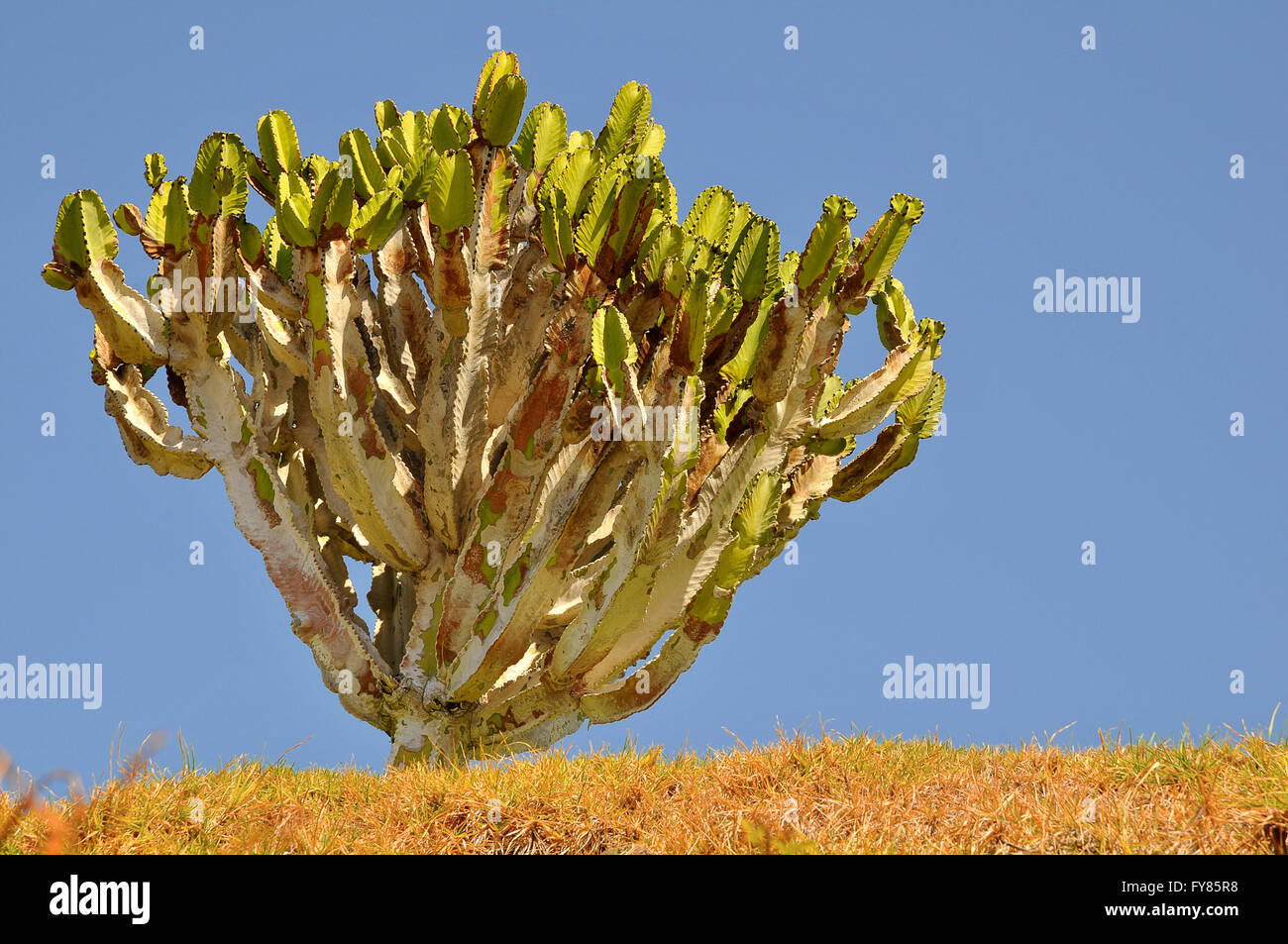 Primo piano della isola delle Canarie (Euforbia Euphorbia canariensis) a Tenerife nel cielo blu sullo sfondo Foto Stock