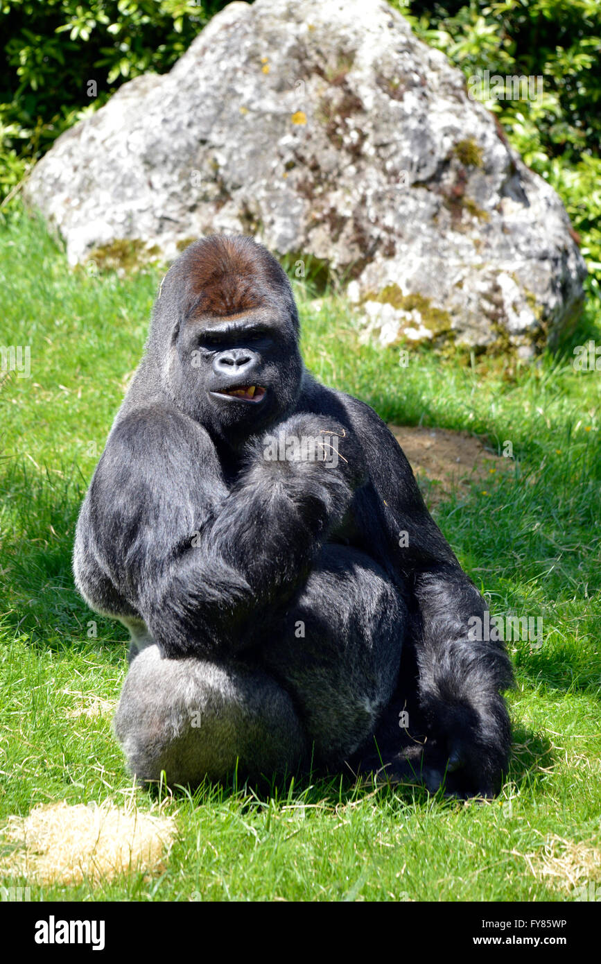 Maschio di pianura occidentale (gorilla gorilla Gorilla) seduto in erba Foto Stock