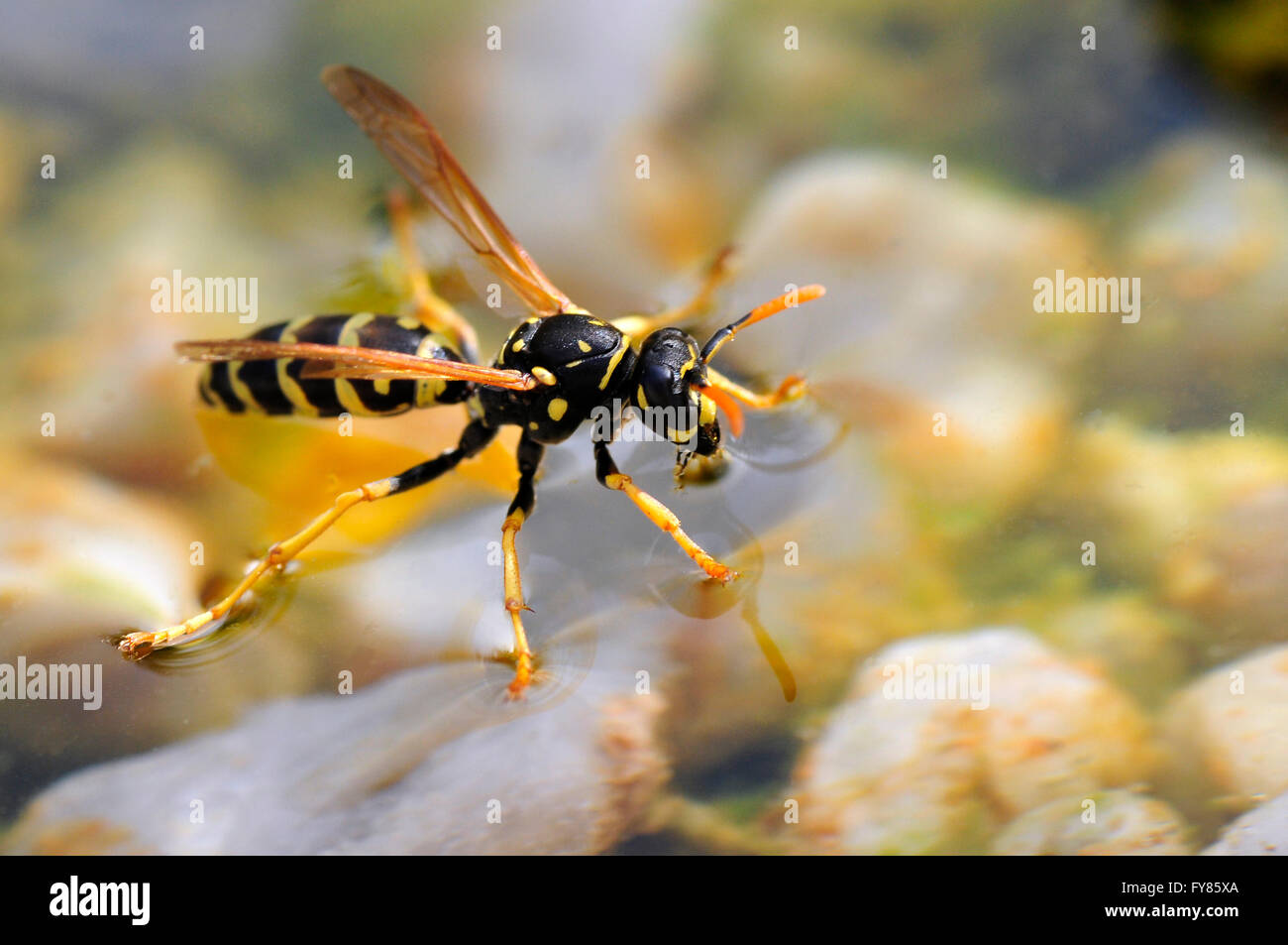 Polistes dominula o Polistes dominulus su acqua potabile Foto Stock