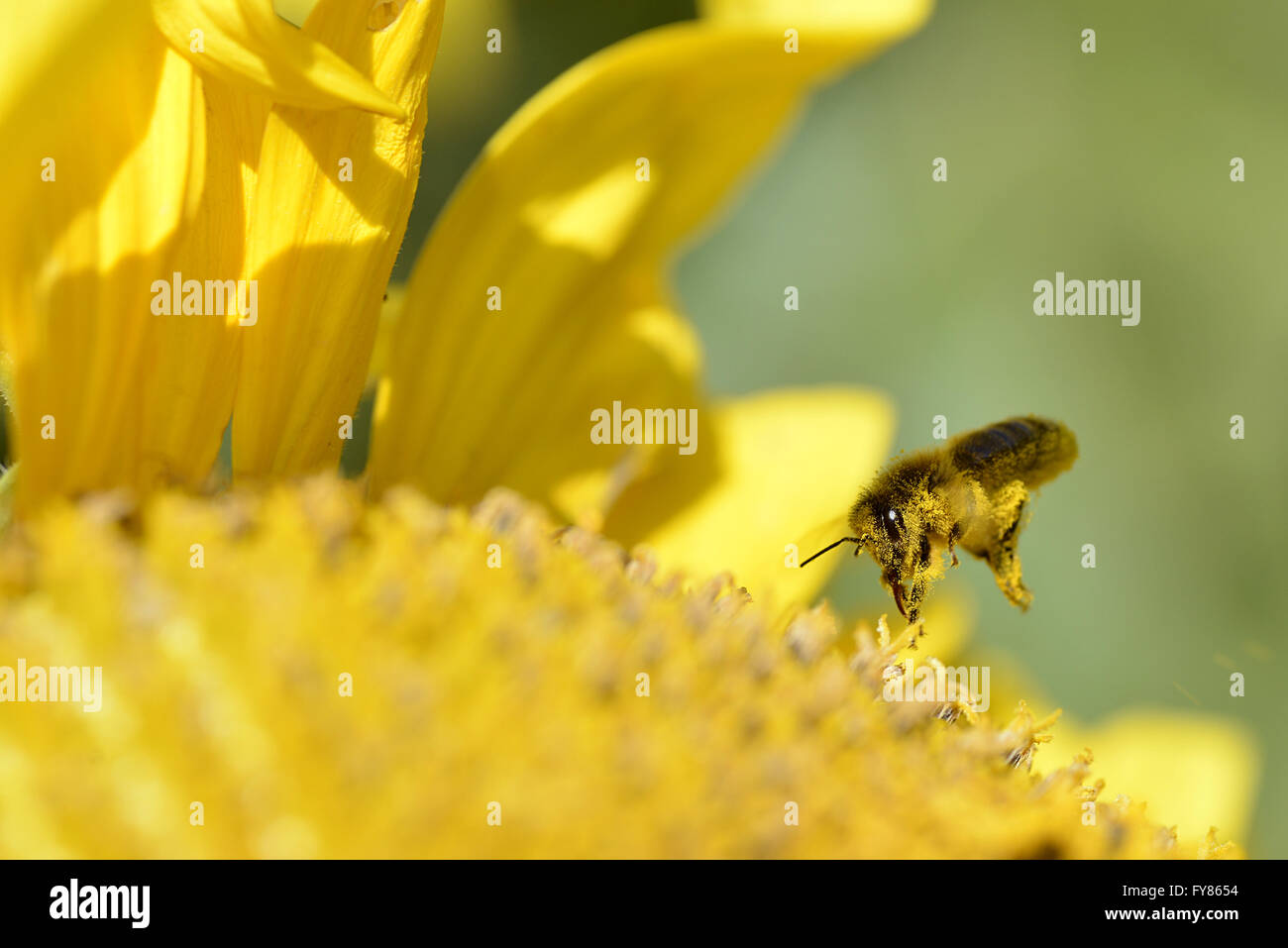 Macro di miele delle api (Apis) volare sopra un girasole Foto Stock