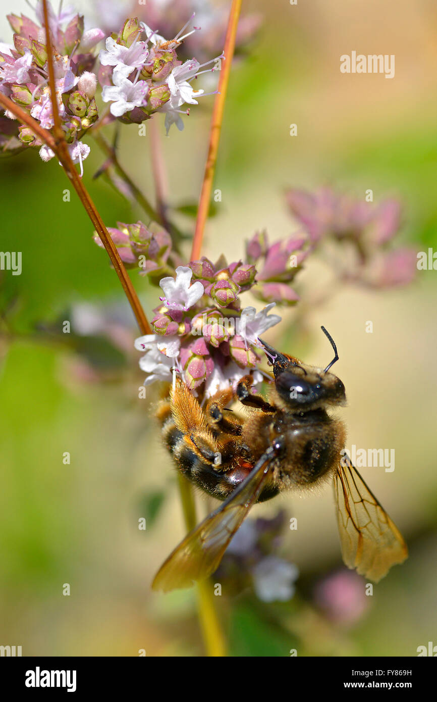 Macro di miele delle api (Apis) alimentazione sul fiore bianco Foto Stock