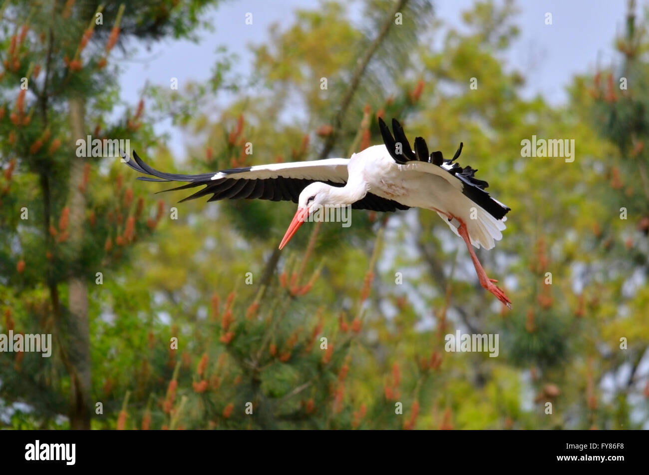 Cicogna bianca (Ciconia ciconia) in volo lo sbarco, su alberi sullo sfondo Foto Stock