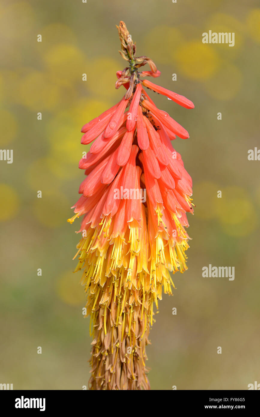 Primo piano di arancione e giallo (tritoma Kniphofia uvaria) è noto anche come Tritoma, torcia Lily, o Red Hot Poker Foto Stock