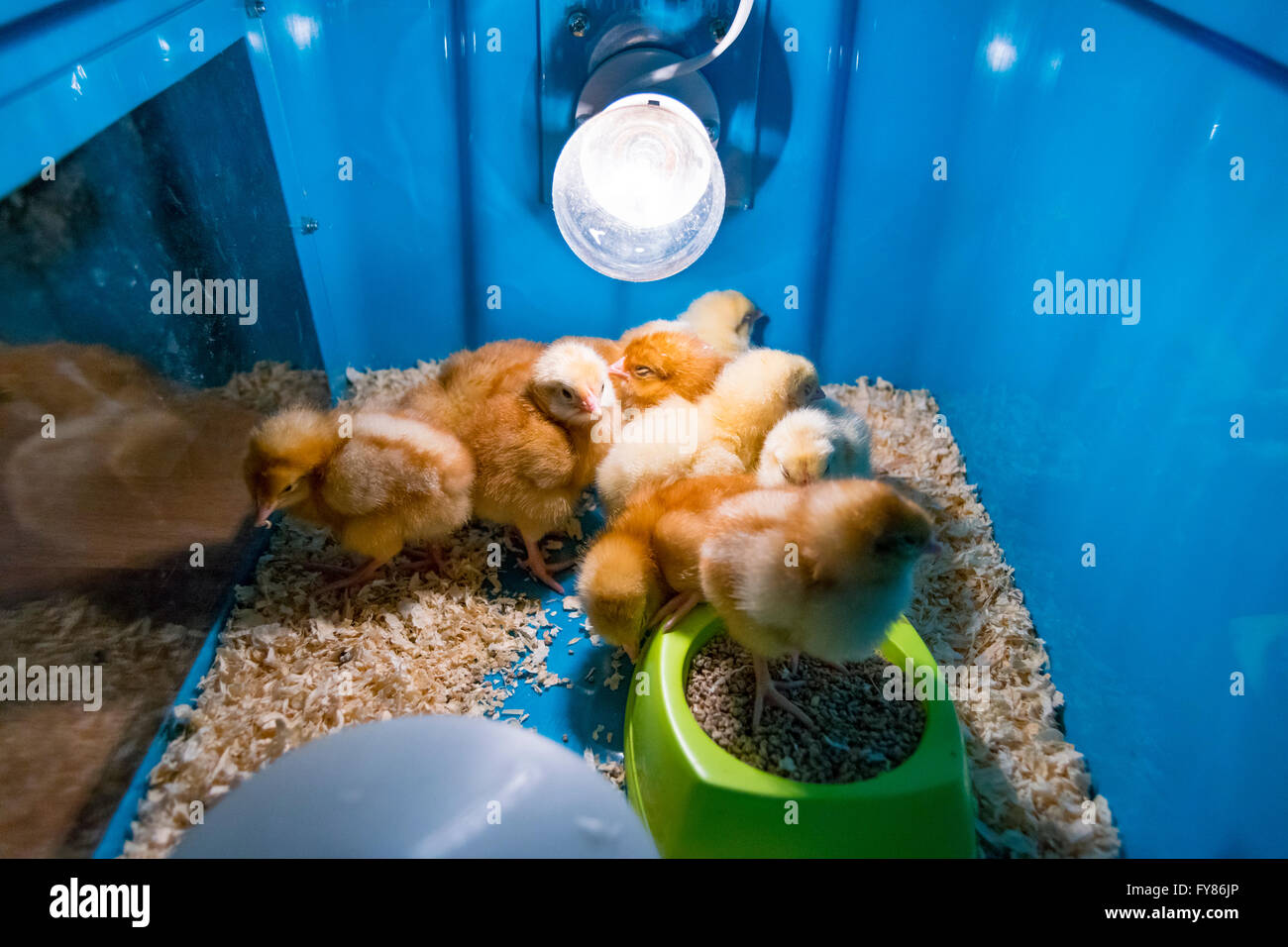 Scatola Allevamento Pulcini Con Termometro E Lampada 220V - 48x30x30cm In Lamiera Industriale - Foto 9