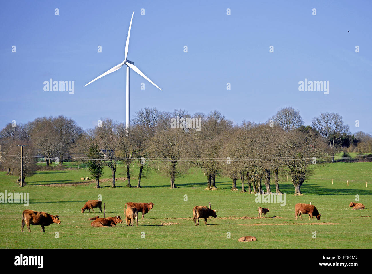 Brown vacche e croste con una turbina eolica in Francia, Dipartimento della Sarthe Foto Stock