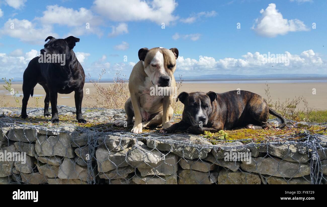 3 cani sulla spiaggia. Staffordshire bull terrier Foto Stock