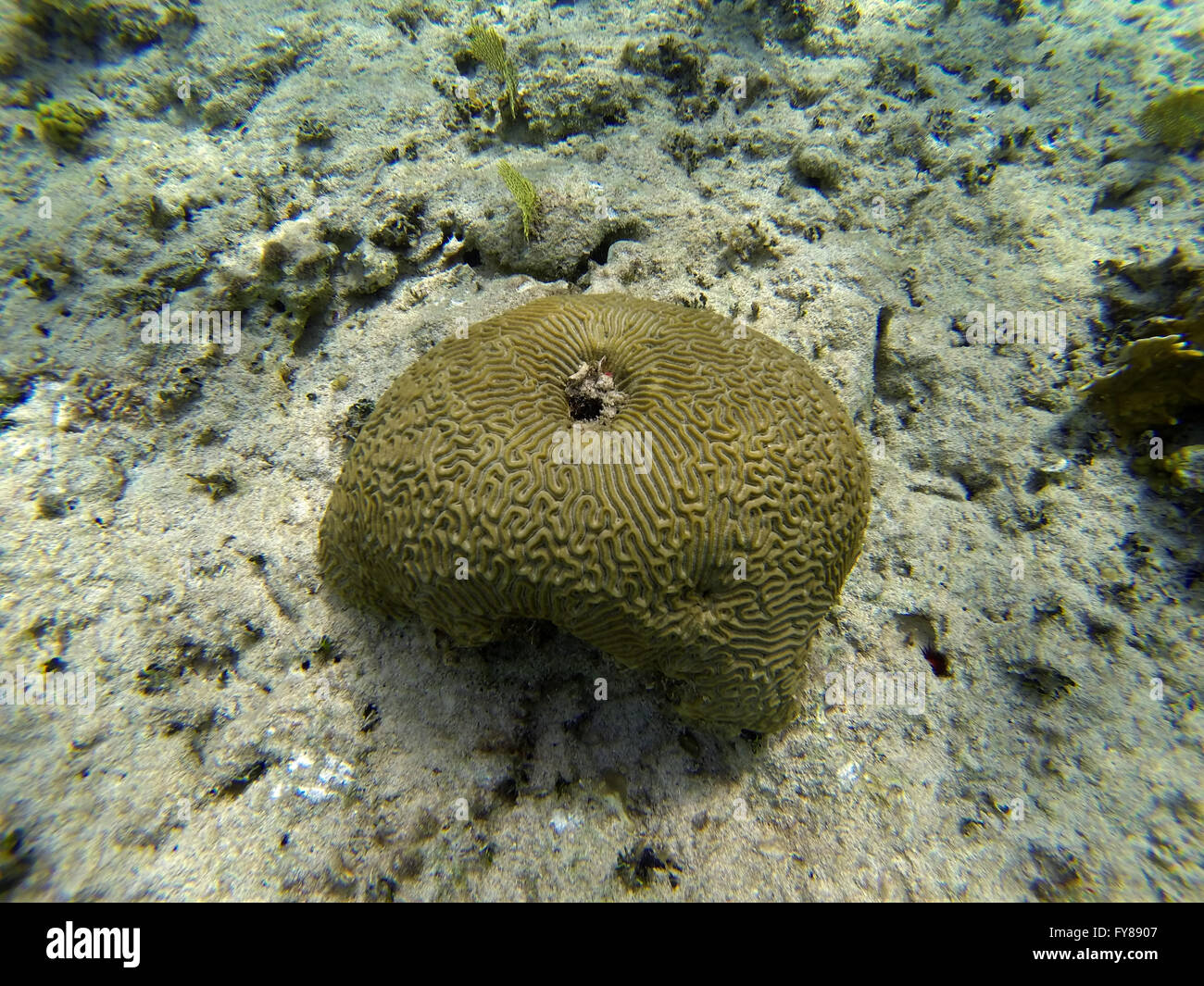 Coral Reef snorkeling avventure a Deadman il reef Freeport Bahamas - Brain Coral Foto Stock