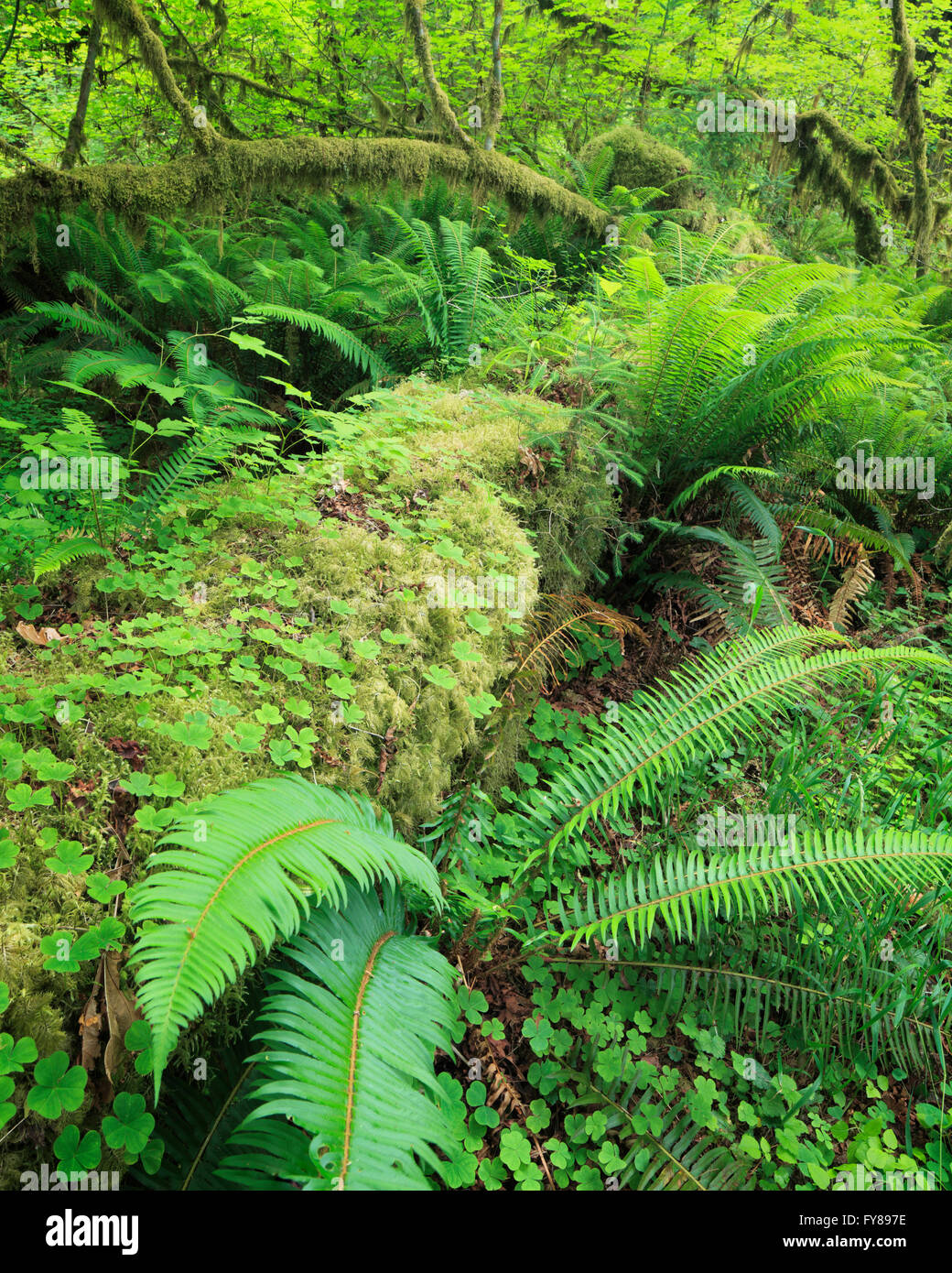 Spada Verde Felce, Oxalis e moss nel Hoh foresta pluviale nel Parco Nazionale di Olympic, Washington Foto Stock