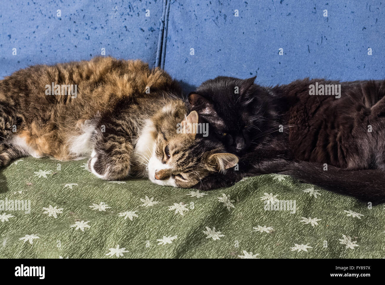 Due gatti dormono insieme Foto stock - Alamy