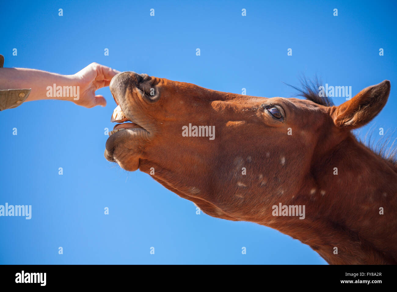 Un maschio (stallone) cavallo (Equus caballus ferus) che mostra i suoi denti nel deserto. Shiprock, la Contea di San Juan, Nuovo Messico, Stati Uniti d'America. Foto Stock