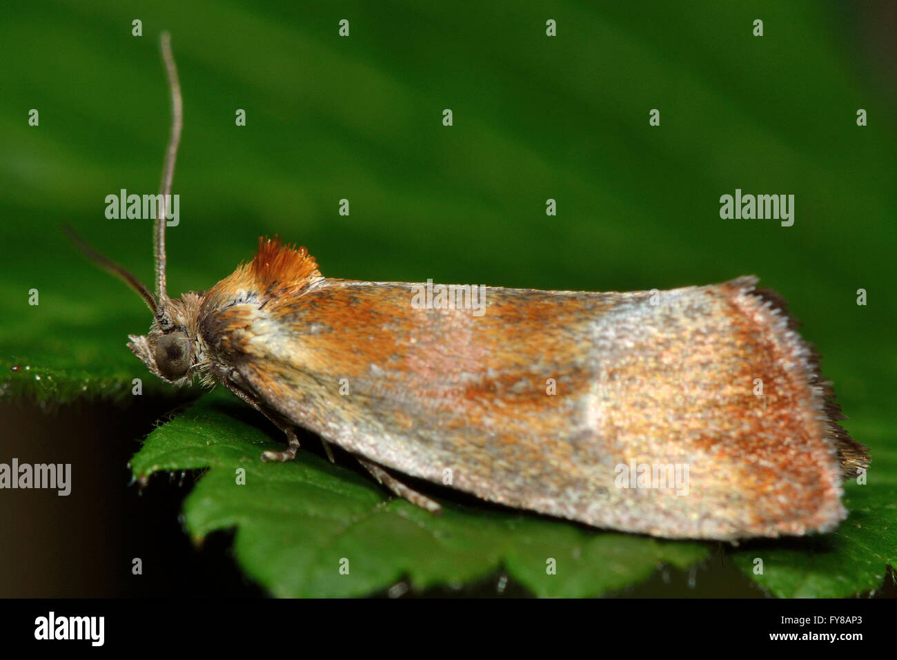 Eulària ministrana tortrix micro moth. Piccolo insetto britannico nella famiglia Tortricidae, nell'ordine Lepidoptera, a riposo Foto Stock