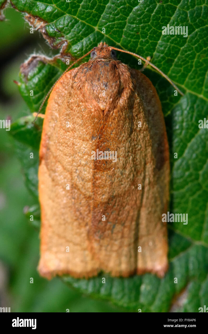Carnation tortrix (Cacoecimorpha pronubana) micro moth. Piccolo insetto britannico nella famiglia Tortricidae, nell'ordine Lepidoptera Foto Stock