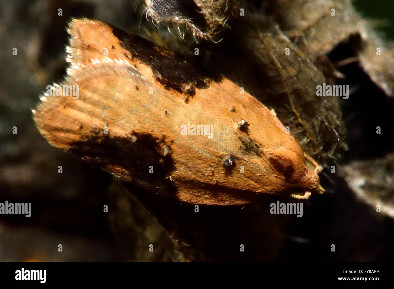Fragola tortrix (Acleris comariana) micro moth. Piccolo insetto britannico nella famiglia Tortricidae, nell'ordine Lepidoptera Foto Stock