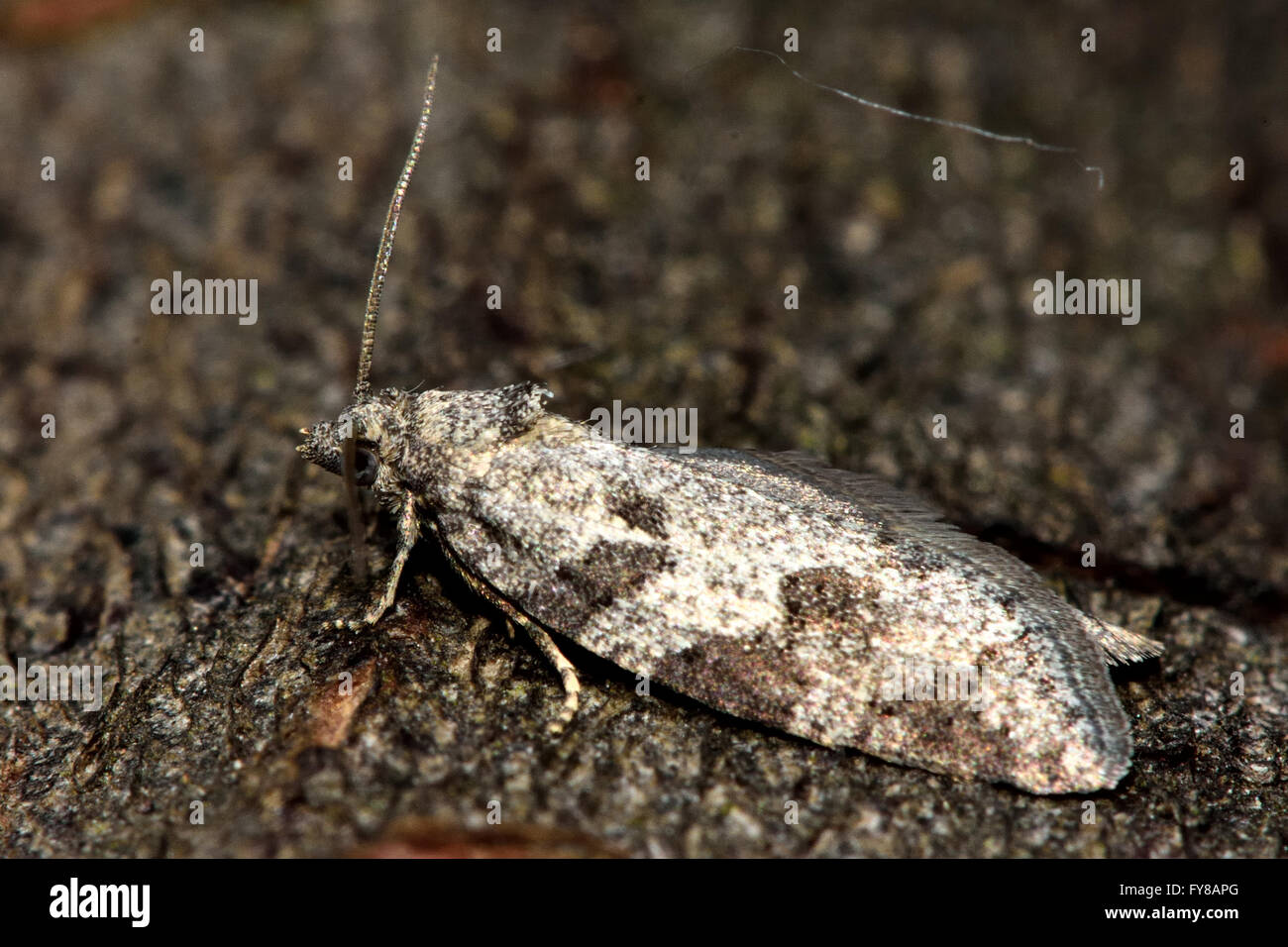 Grigio (tortrix Cnephasia stephensiana) micro moth nel profilo. Piccolo insetto britannico nella famiglia Tortricidae, Lepidoptera Foto Stock
