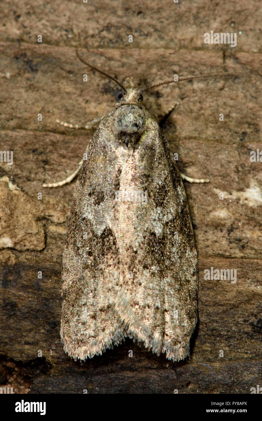 Grigio (tortrix Cnephasia stephensiana) micro moth dal di sopra. Piccolo insetto britannico nella famiglia Tortricidae, Lepidoptera Foto Stock