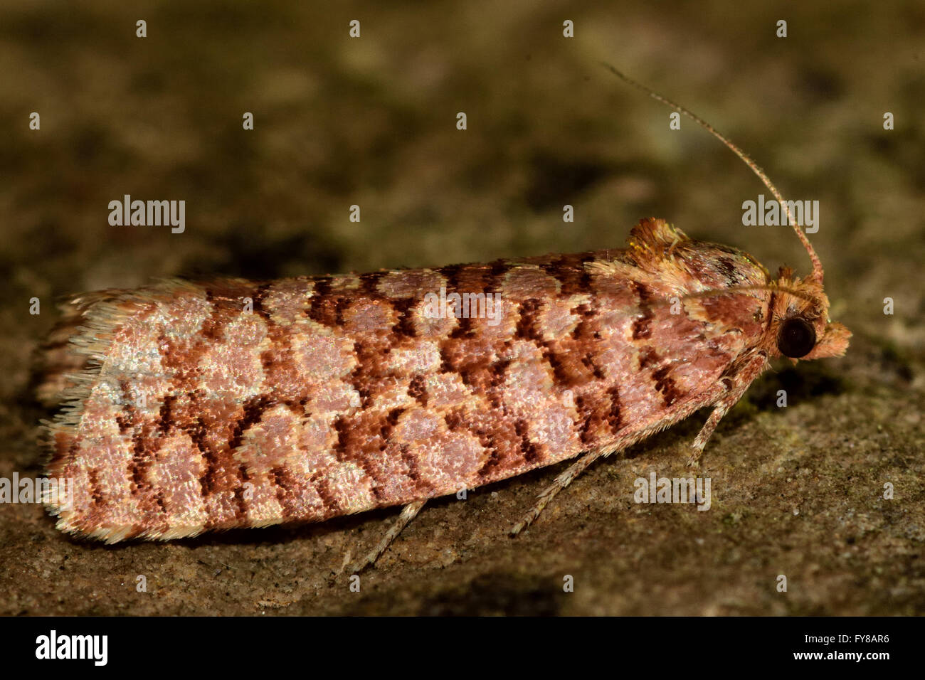 Lozotaeniodes formosanus tortrix micro moth. Piccolo insetto britannico nella famiglia Tortricidae, nell'ordine Lepidoptera, a riposo Foto Stock