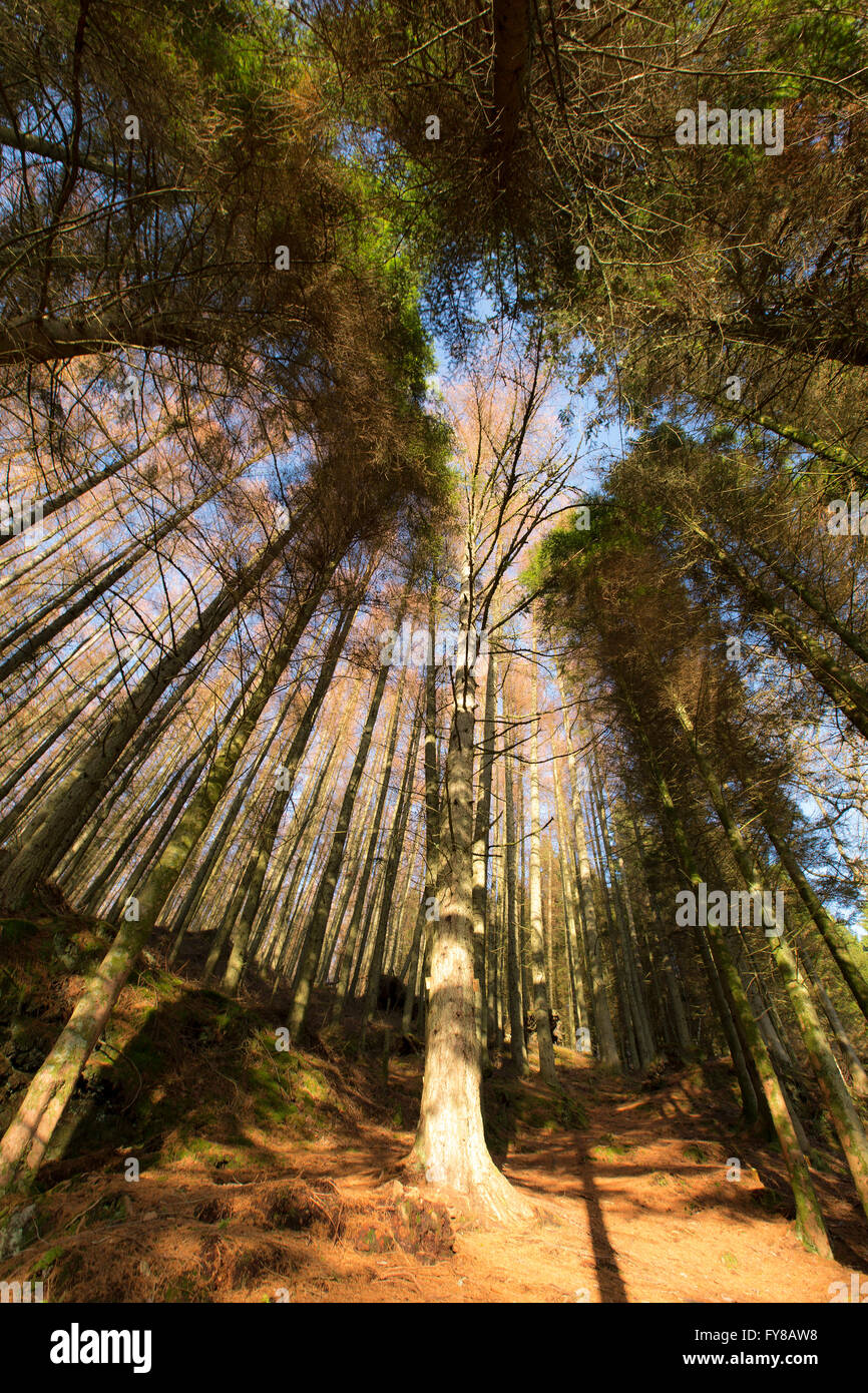 Alberi in foresta Ardentinny Scozia Scotland Foto Stock