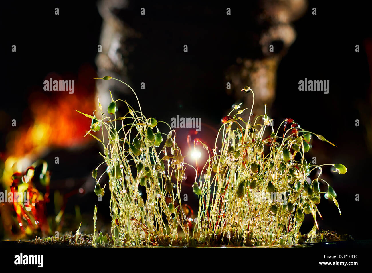 Gocce di acqua sull'erba Foto Stock