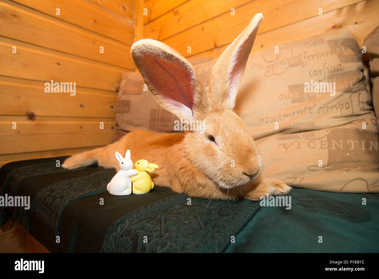 Scottish SPCA : coniglio gigante ri-home Foto Stock