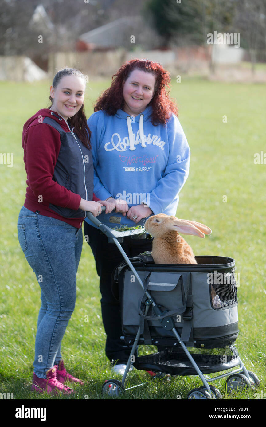 Scottish SPCA : coniglio gigante ri-home Pic mostra Laurrie Hislop (15) e mamma Jennifer Hislop e Attila Bun Foto Stock