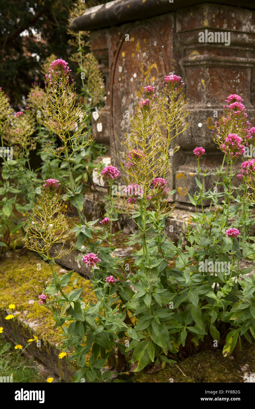 Regno Unito, Kent, Tenterden, High Street, St Mildred il sagrato, fiori selvatici crescente accanto alla tomba di tabella Foto Stock
