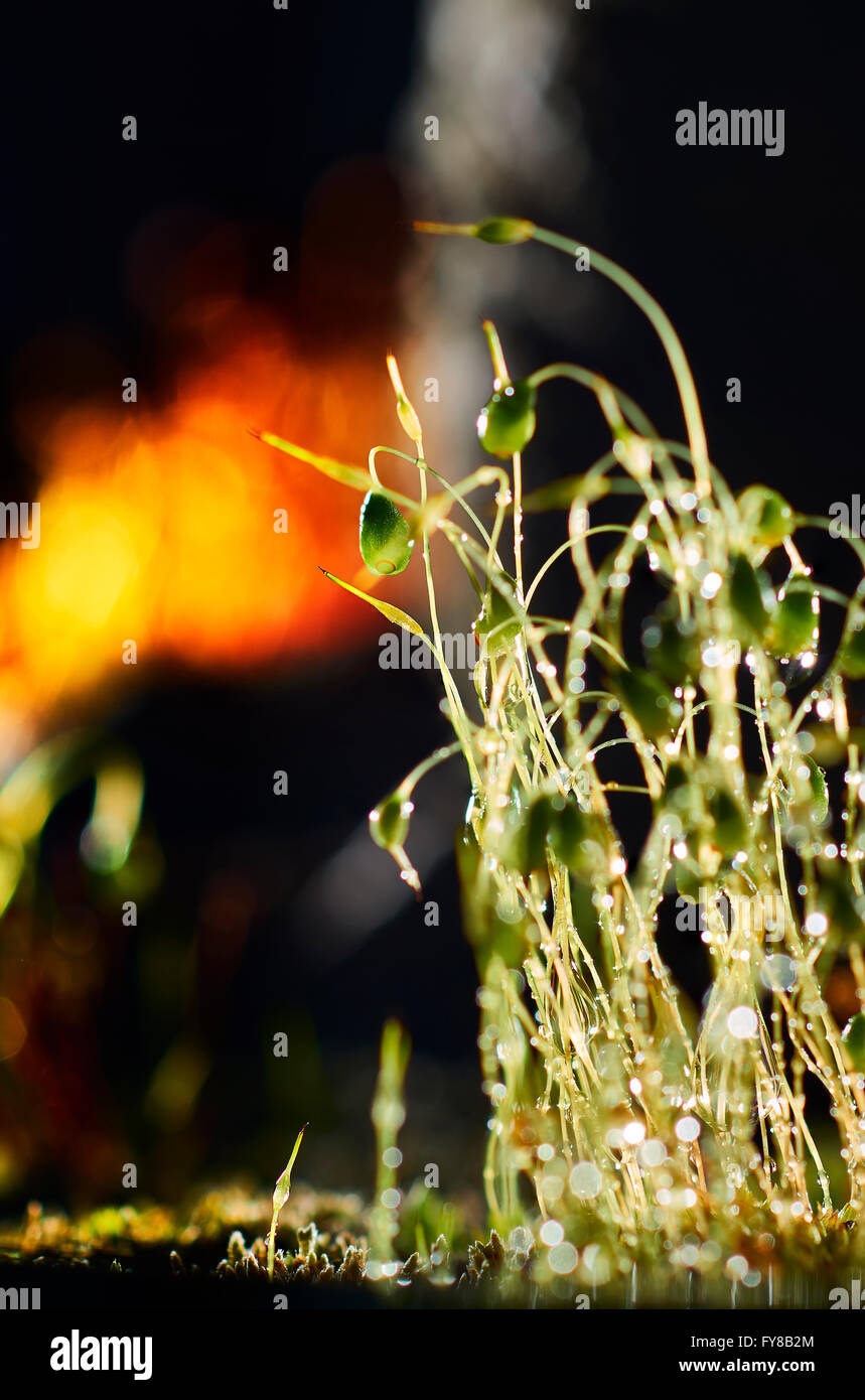 Gocce di acqua sull'erba a notte Foto Stock