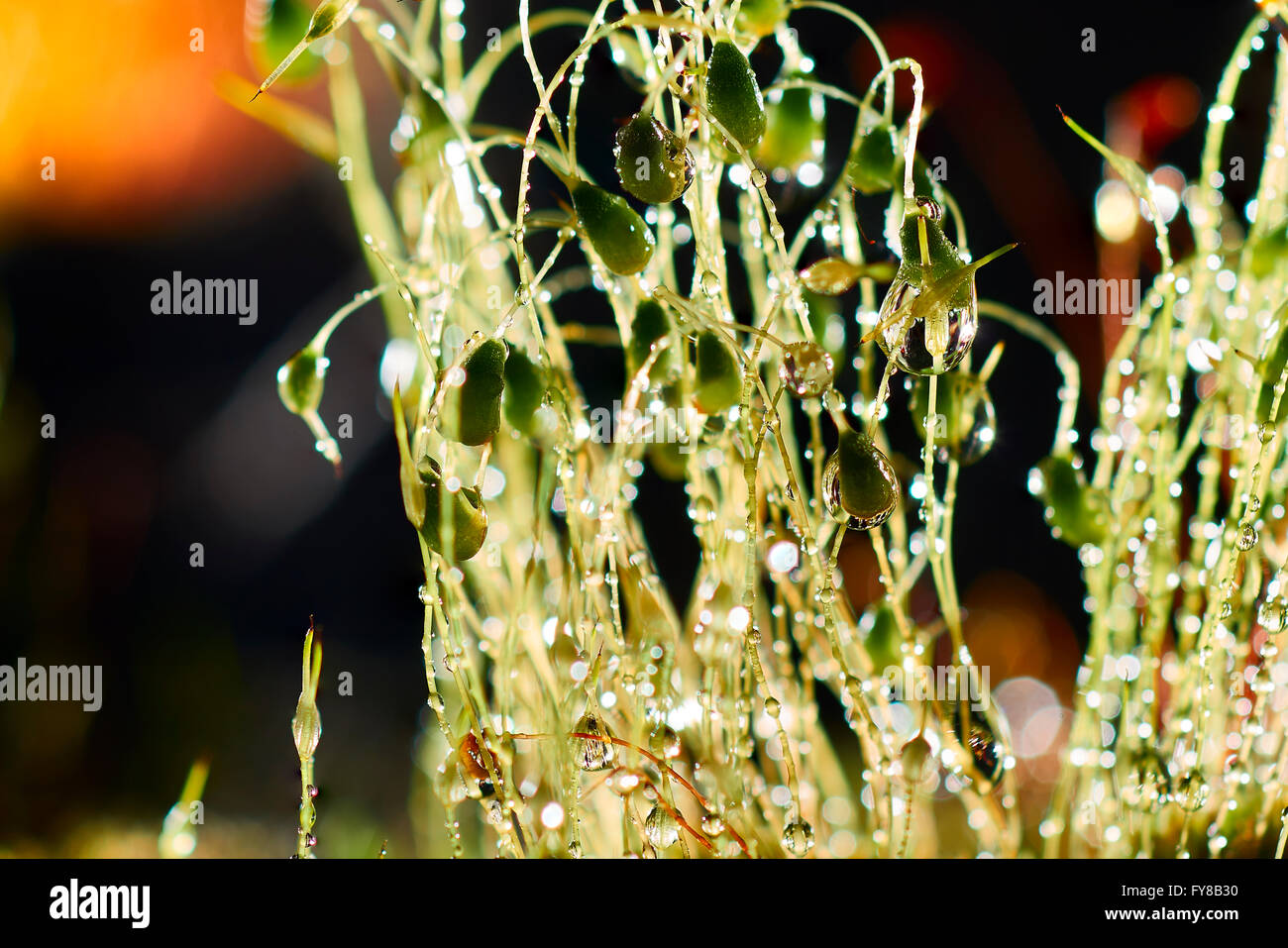 Gocce di acqua sull'erba a notte Foto Stock