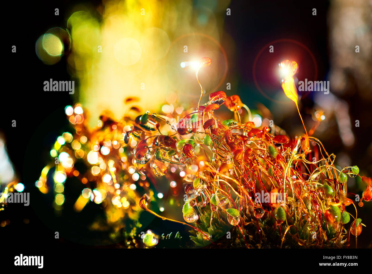 Gocce di acqua sull'erba a notte Foto Stock