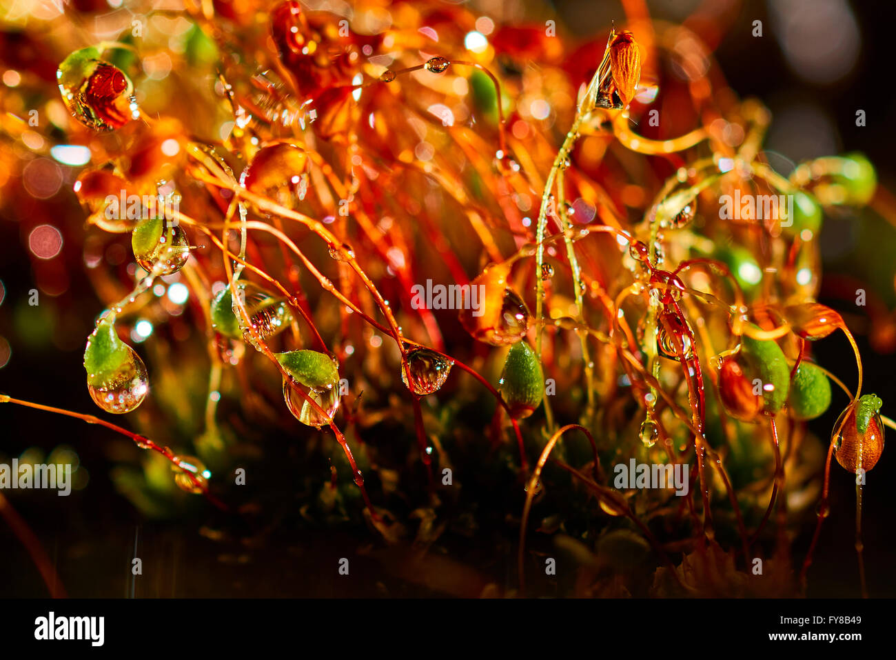 Gocce di acqua sull'erba a notte Foto Stock