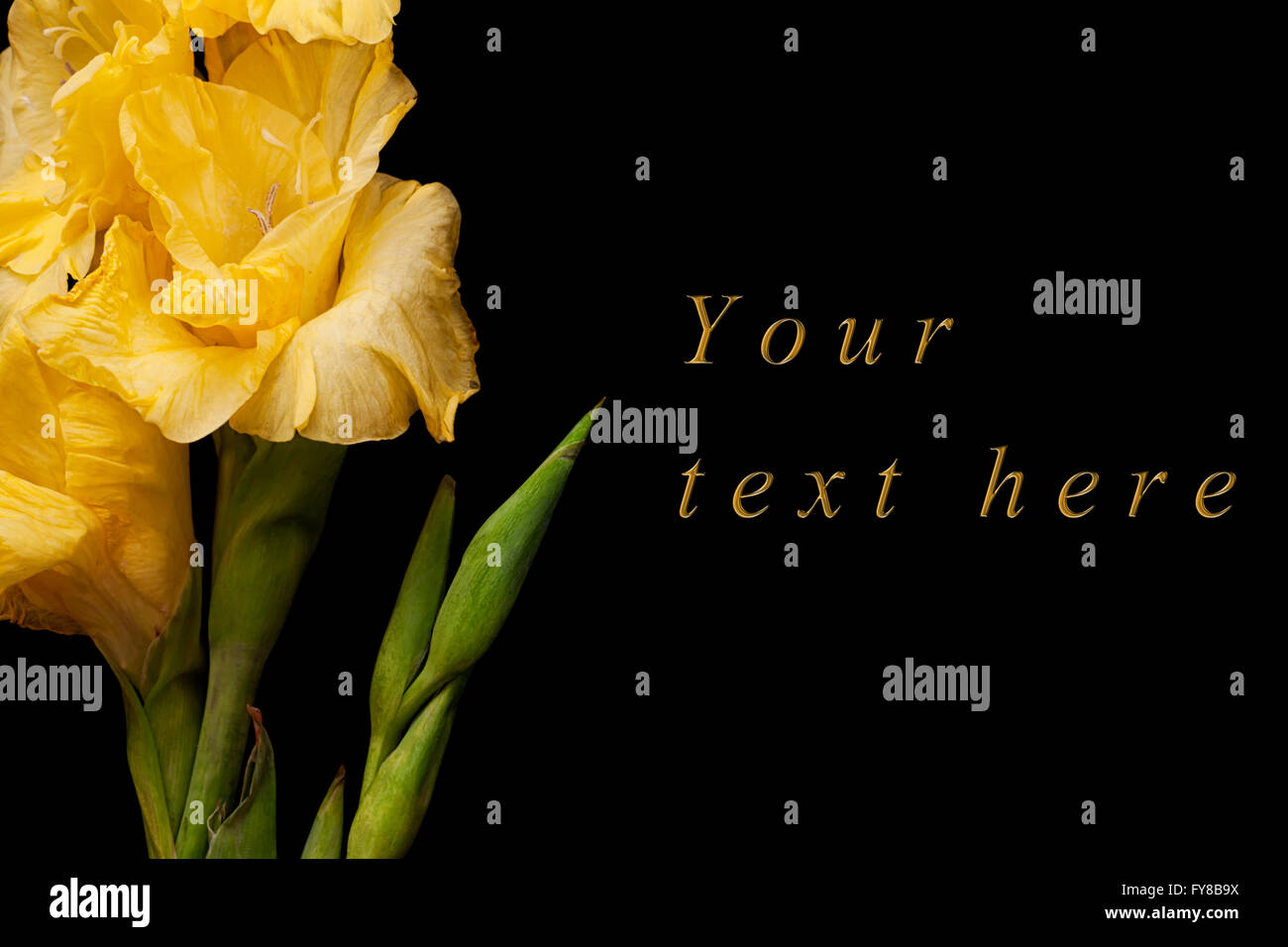 Biglietto di auguri con gladiolus giallo su sfondo nero Foto Stock
