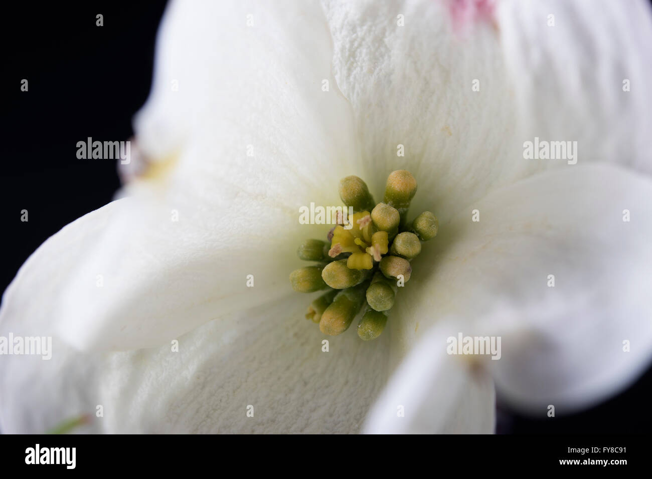 Fiore bianco closeup Foto Stock
