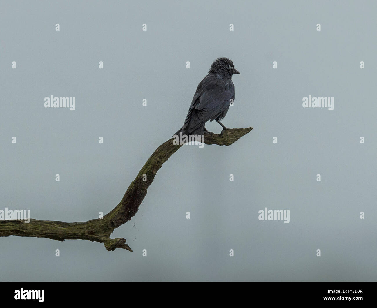 Taccola (Corvus monedula) sul ramo silhouette contro il cielo grigio Sfondo. Foto Stock