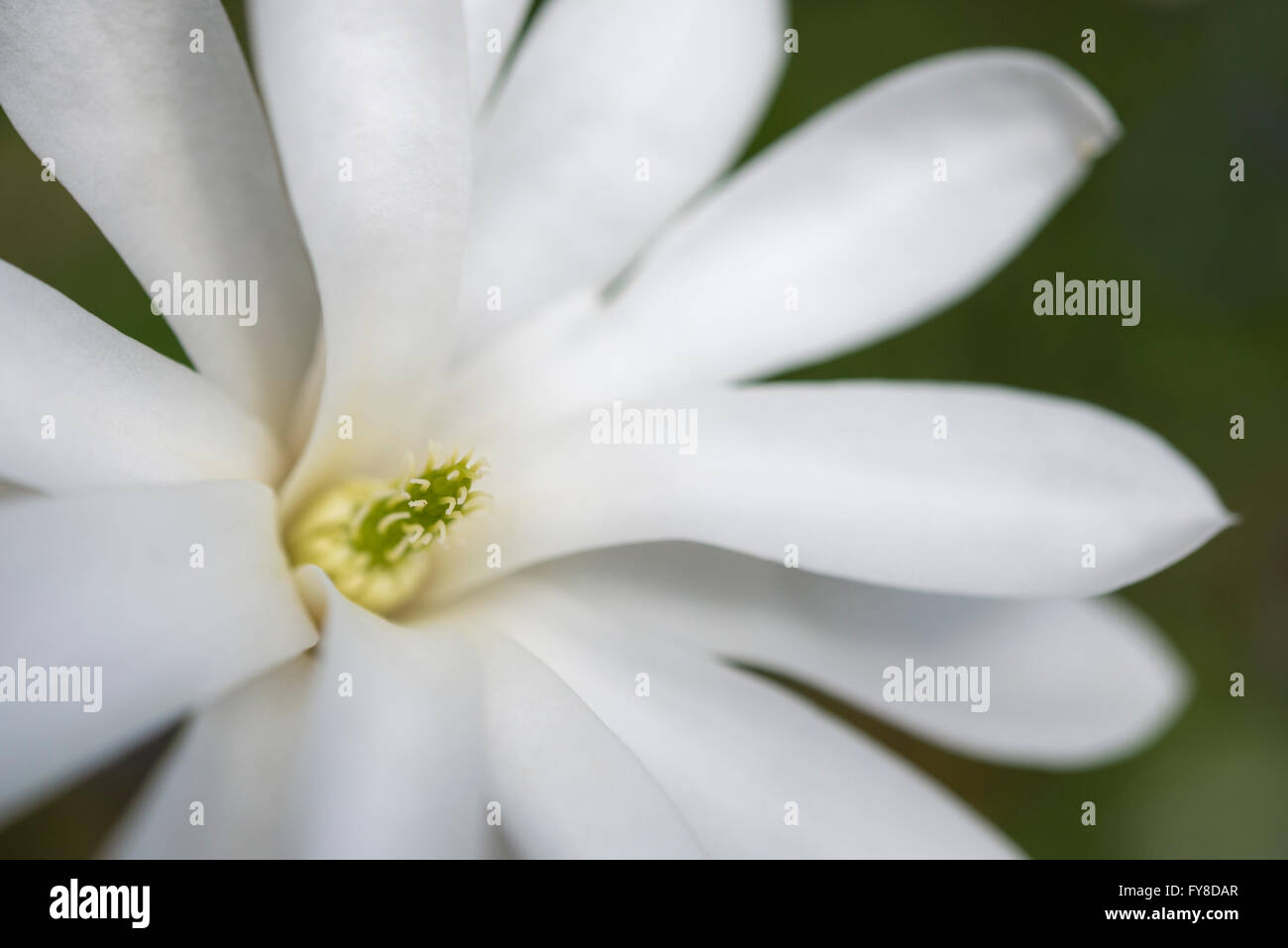 Un bianco puro Magnolia stellata fiore nel sole primaverile. Foto Stock