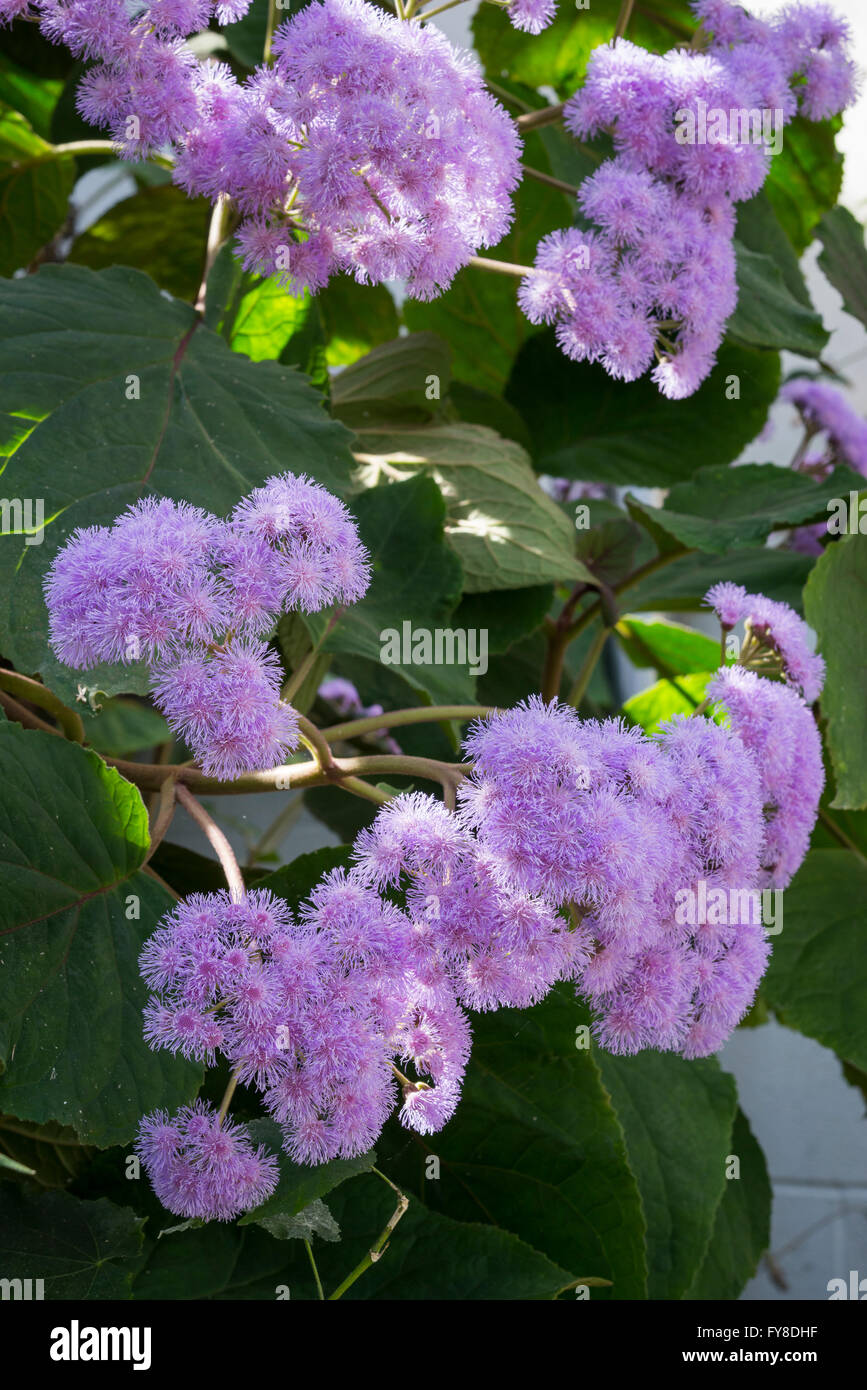 Una grande specie arbustive di Ageratum con lilla pallido fiori, crescendo in serre a Sheffield Botanical Garden. Foto Stock