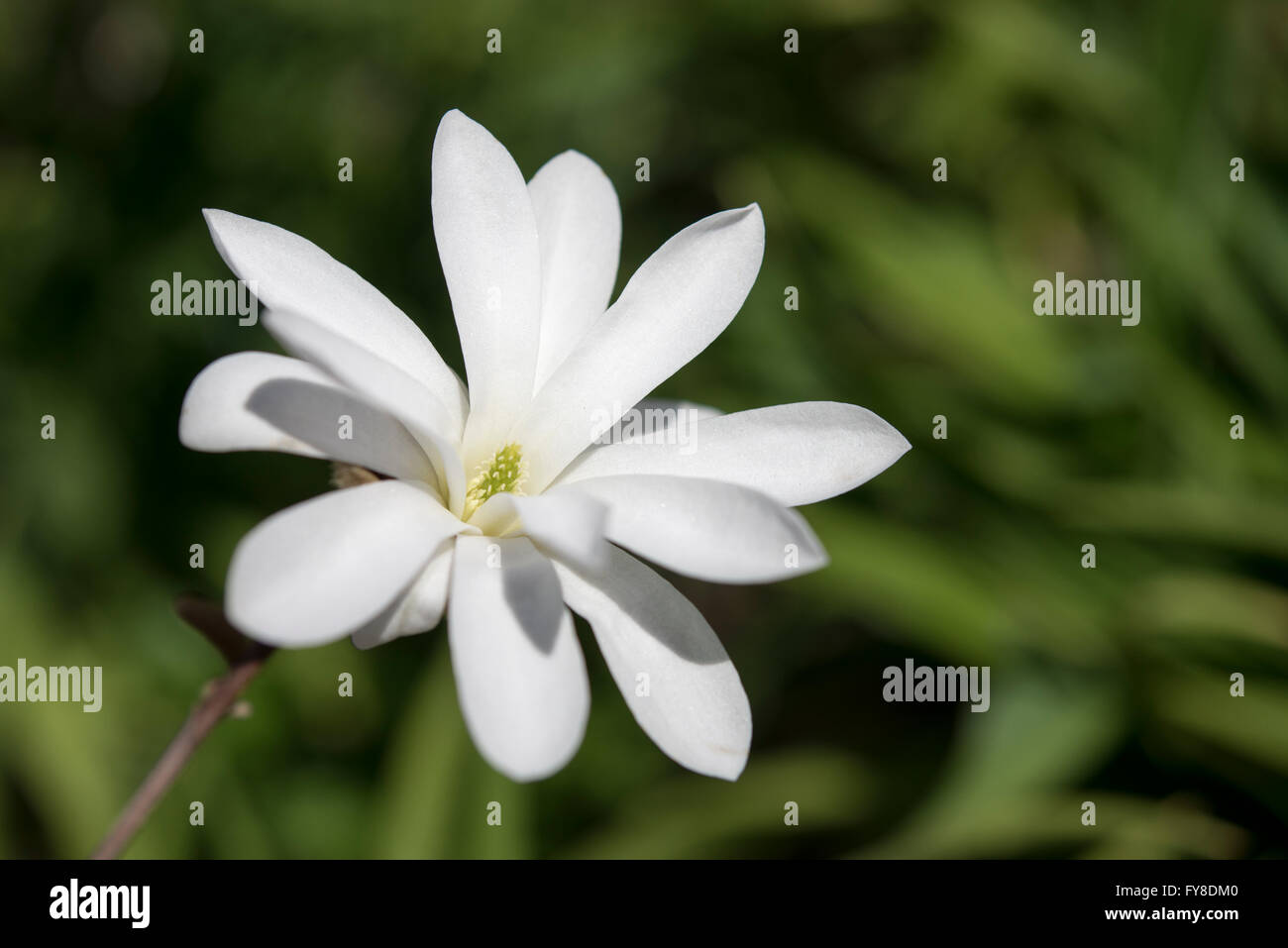 Un bianco puro Magnolia stellata fiore nel sole primaverile. Foto Stock