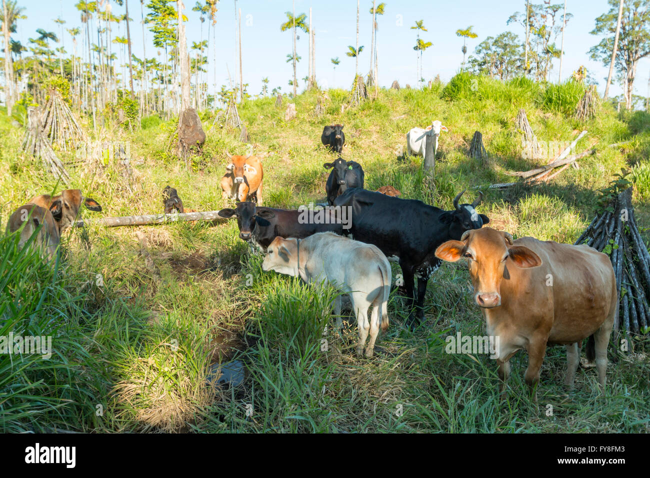 Mucche in pascolo bestiame tagliato fuori della foresta pluviale in L'Amazzonia ecuadoriana Foto Stock