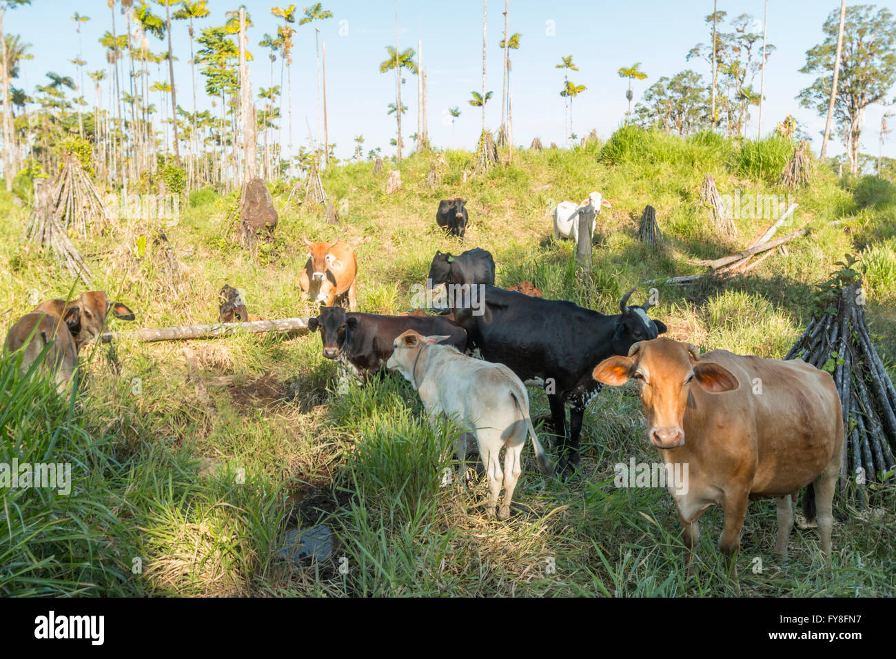 Mucche in pascolo bestiame tagliato fuori della foresta pluviale in L'Amazzonia ecuadoriana Foto Stock