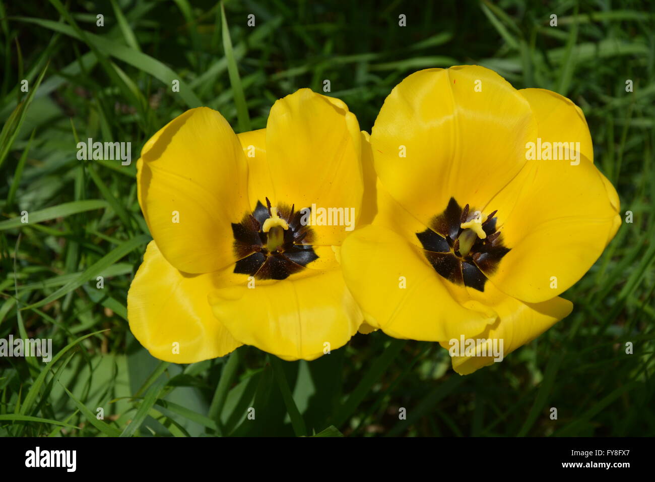 Due tulipani gialli con centro nero su fondo verde Foto Stock