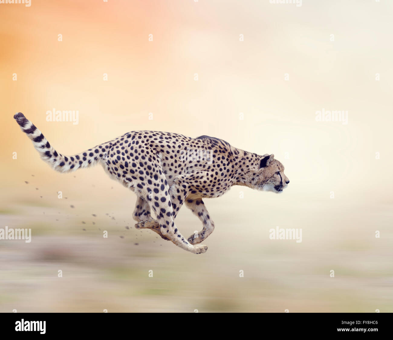 Cheetah in esecuzione sulla messa a fuoco morbida dello sfondo Foto Stock
