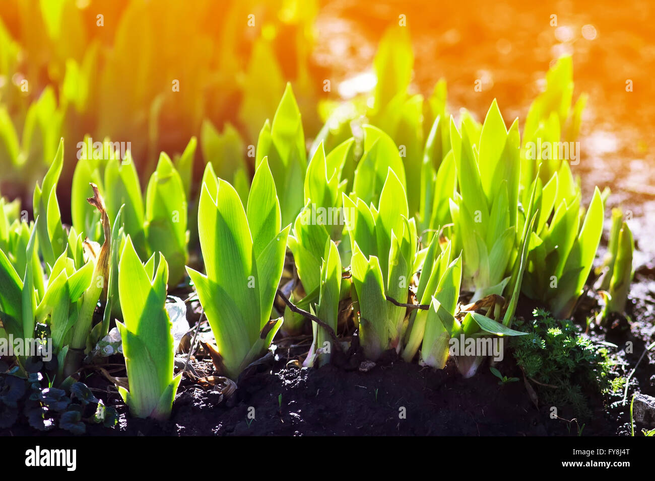 Bella crescere, la pianta germogli germogli verdi di iris floricoltura aiuola soleggiata messa a terra a molla Foto Stock