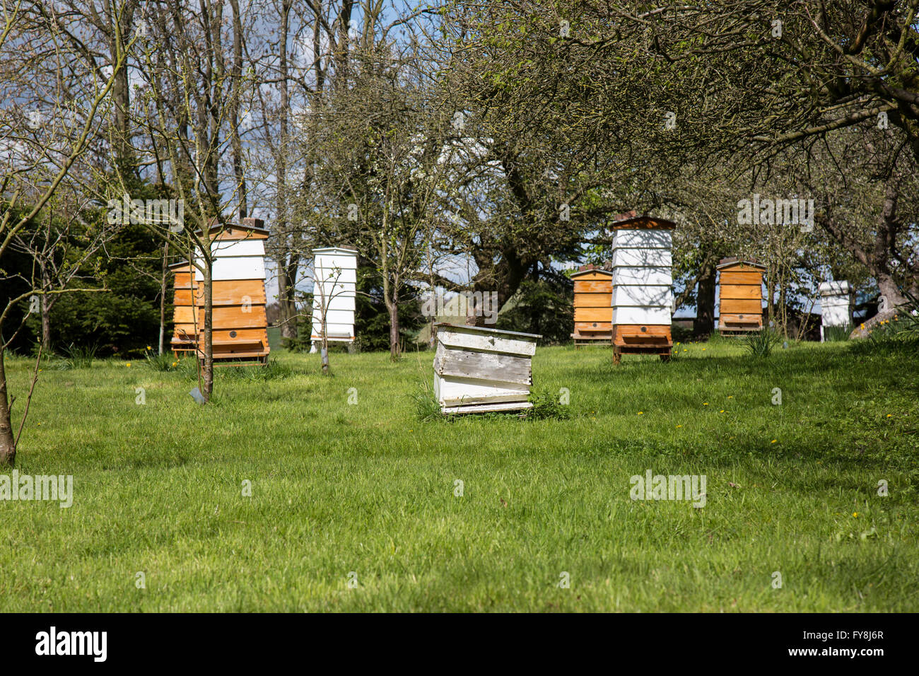 Alveari in un paese di lingua inglese il giardino. Foto Stock
