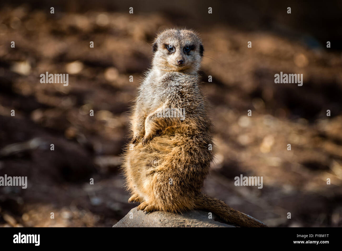 Cavalletto di meerkat sentry Foto Stock