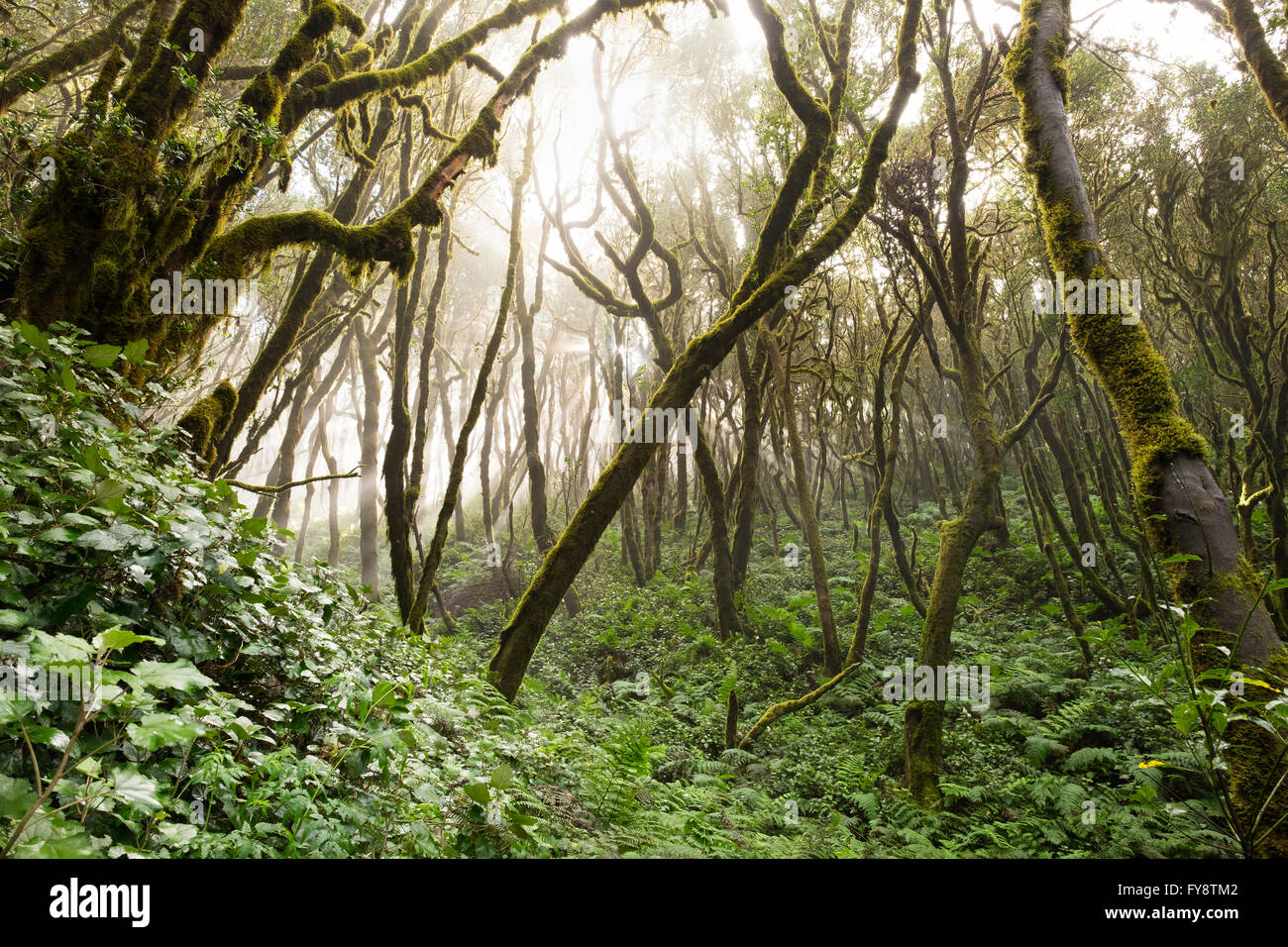 Spagna Isole Canarie La Gomera, Cloud Forest, foresta laurel Foto Stock