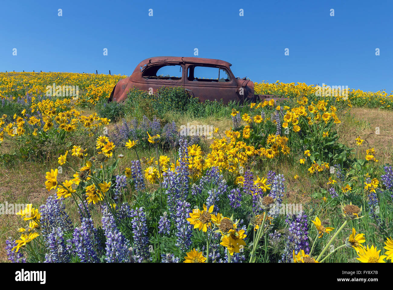 Abbandonato rusty vecchia auto tra di lupino e fiori selvatici Balsamroot presso la Columbia Hills parco dello Stato nello Stato di Washington durante la primavera Foto Stock