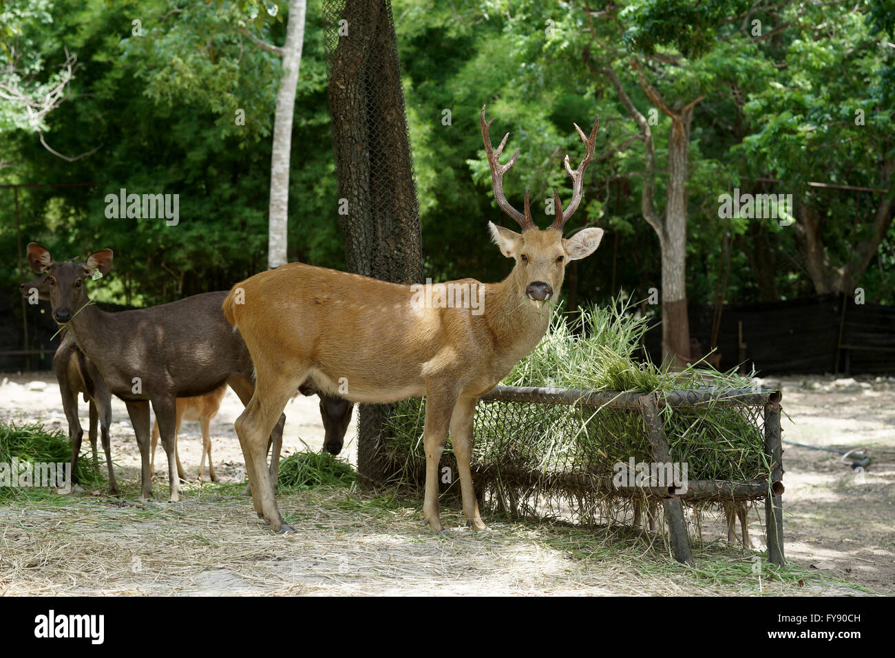 Primo piano della brow antlered deer in zoo Foto Stock